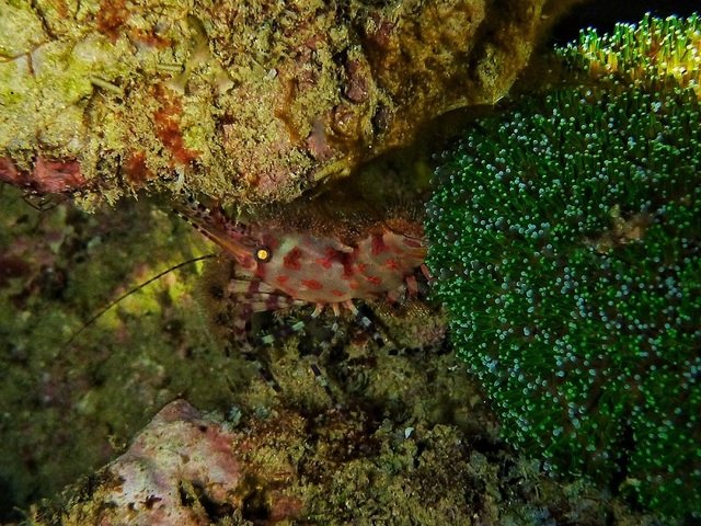 Dive Timor Lorosae - Dive Center in Timor-Leste