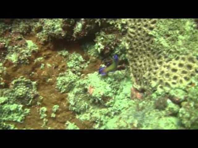 Simply Scuba Dive Charters - Dive Center