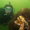 Picture taken during the dive