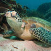 Picture taken during the dive