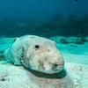 Picture taken during the dive