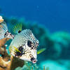 Picture taken during the dive