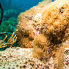 Picture taken during the dive