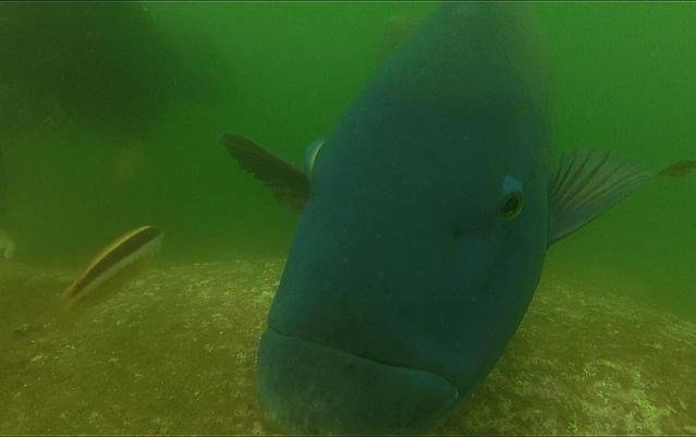Aquatic Explorers - Dive Center in Australia