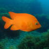 Picture taken during the dive