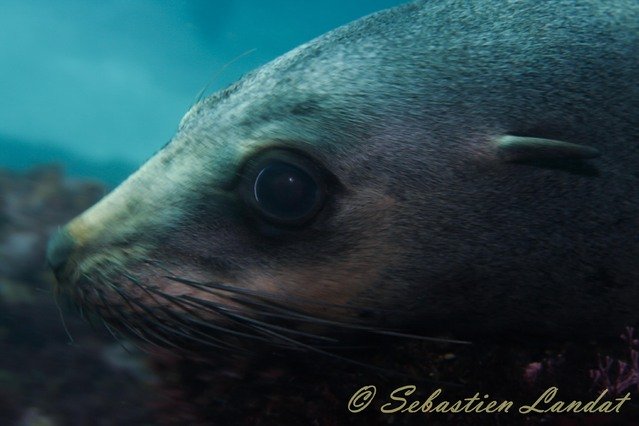 Scubamunkies - Dive Center in Australia