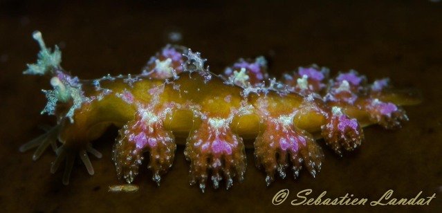 Scubamunkies - Dive Center in Australia