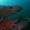 Picture taken during the dive