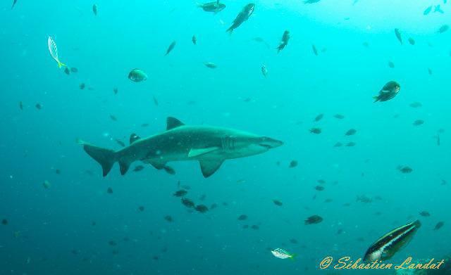 Forster Dive Centre - Dive Center in Australia