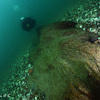 Picture taken during the dive