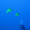 Picture taken during the dive