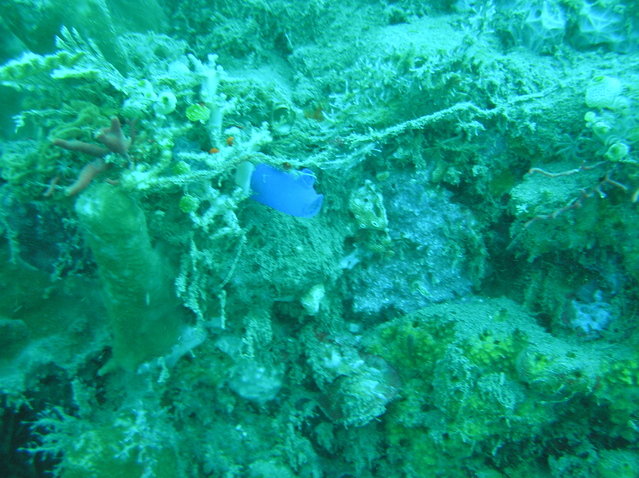 Selang Resort - Dive Center in Indonesia