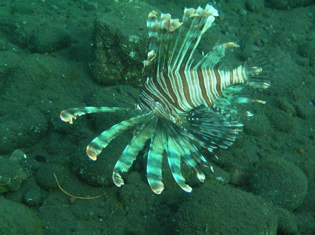 Deep Blue Studio - Dive Center in Indonesia
