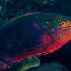 Picture taken during the dive