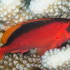 Picture taken during the dive