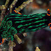 Picture taken during the dive
