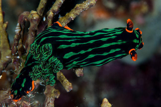 Prana - Dive Center in Philippines