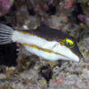 Picture taken during the dive