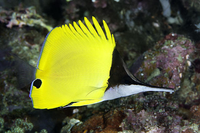 Atlantis International - Dive Center in Indonesia