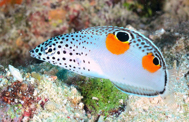 Frederic Lombard-Tdh Plongee - Dive Center