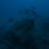 Picture taken during the dive