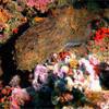 Picture taken during the dive