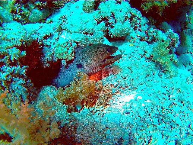 AVALON DIVERS - Dive Center in Egypt