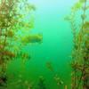 Picture taken during the dive