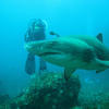 Picture taken during the dive