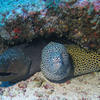 Picture taken during the dive