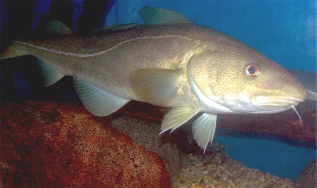 Diving in Australia, Northwest Cape Ningaloo Reef - By Bill