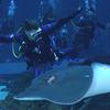 Picture taken during the dive