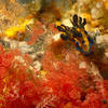 Picture taken during the dive