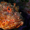 Picture taken during the dive