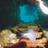 Picture taken during the dive