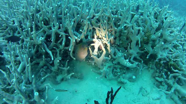Diving in Guam, Naval Base Guam - By Michael Kirby