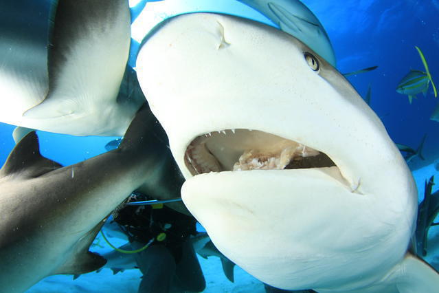 Diving in 巴哈马, Nassau - By Jason Smith