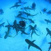 Picture taken during the dive
