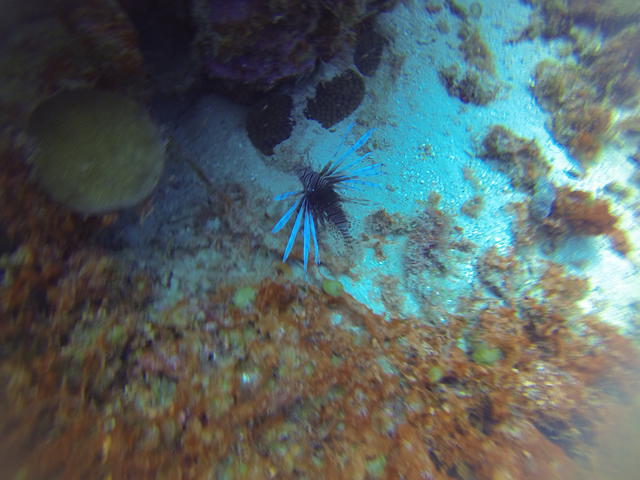 Carribean Sea Sports - Dive Center in Netherlands Antilles