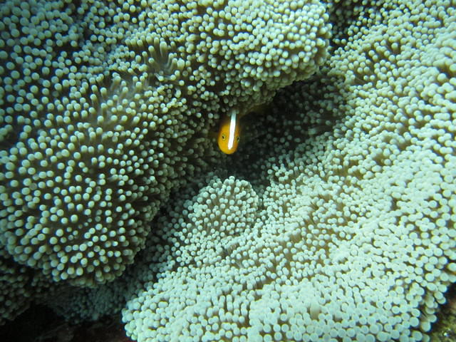 ScubaBro - Dive Center in Philippines