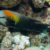 Picture taken during the dive