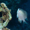 Picture taken during the dive