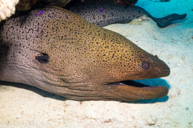 Diving in Egypt, Sharm El Sheikh - By Mark Harris