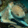 Picture taken during the dive
