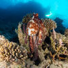 Picture taken during the dive
