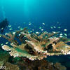 Picture taken during the dive