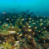 Picture taken during the dive