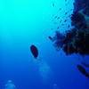Picture taken during the dive