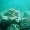 Picture taken during the dive