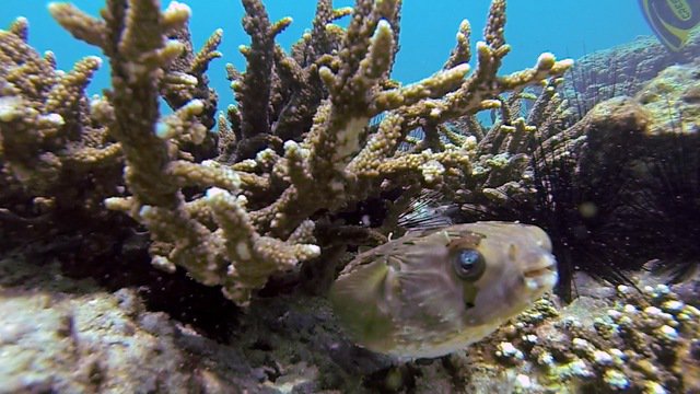 Diving in United Arab Emirates, Dibba - By Bmoody